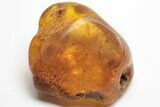 Fossil Fly (Diptera) In Baltic Amber #207537-1